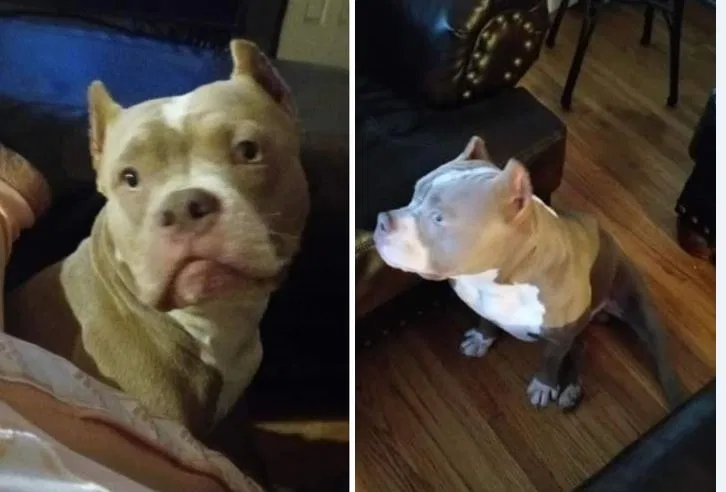 Lost dog in Tulsa, OK, 74112