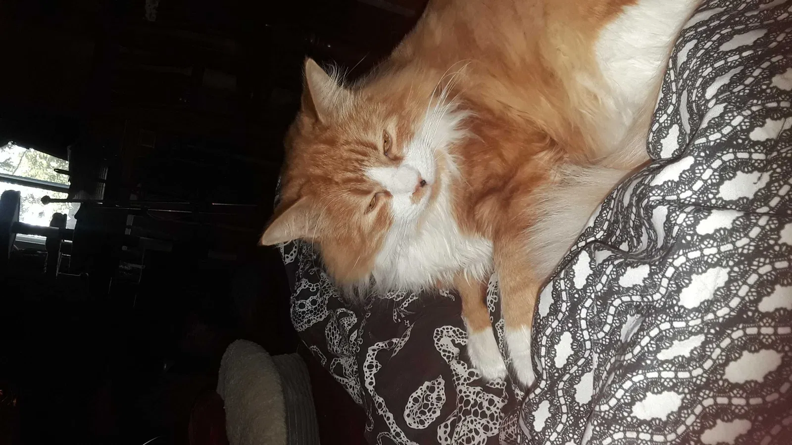 Lost cat in Modesto, CA, 95350