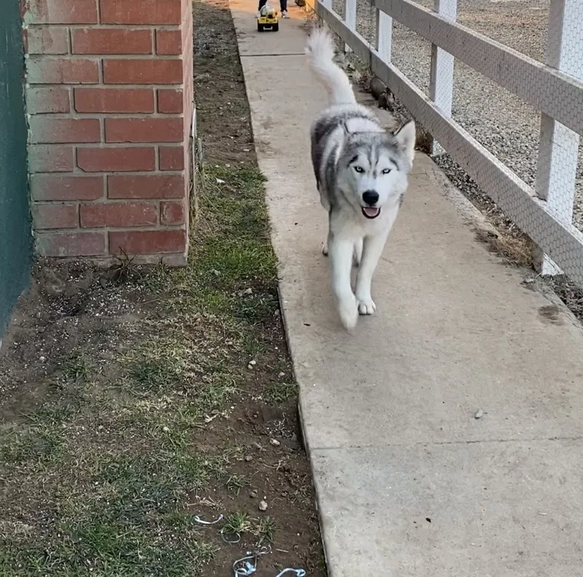Lost dog in Bakersfield, CA, 93307