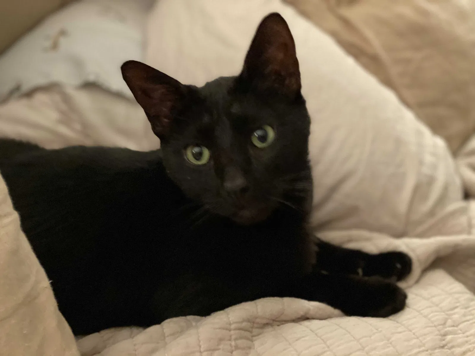 Lost cat in Clearwater, FL, 33756