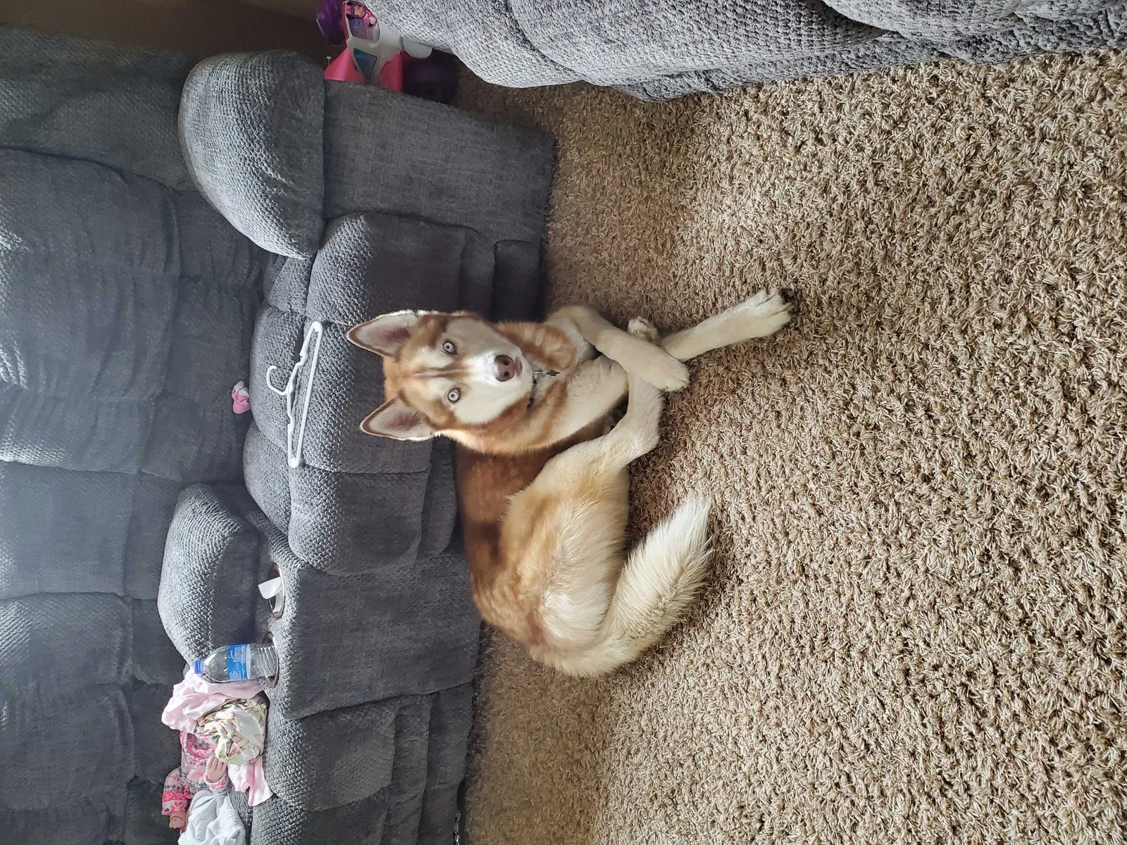 Lost dog in Colorado Springs, CO, 80904
