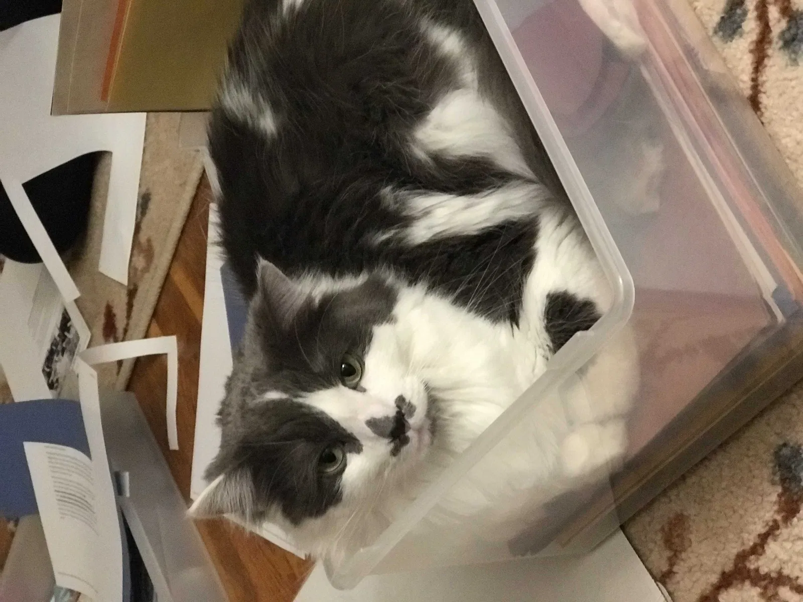Lost cat in Grand Blanc, MI, 48439