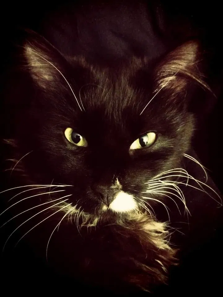 Lost cat in Rockford, IL, 61104
