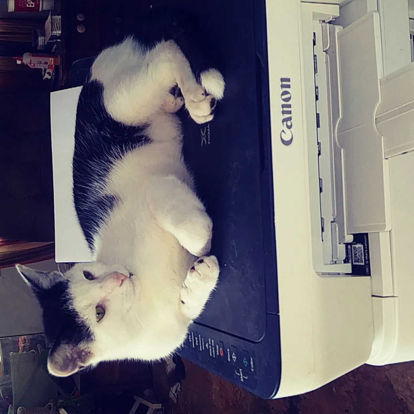 Lost cat in Tallahassee, FL, 32301