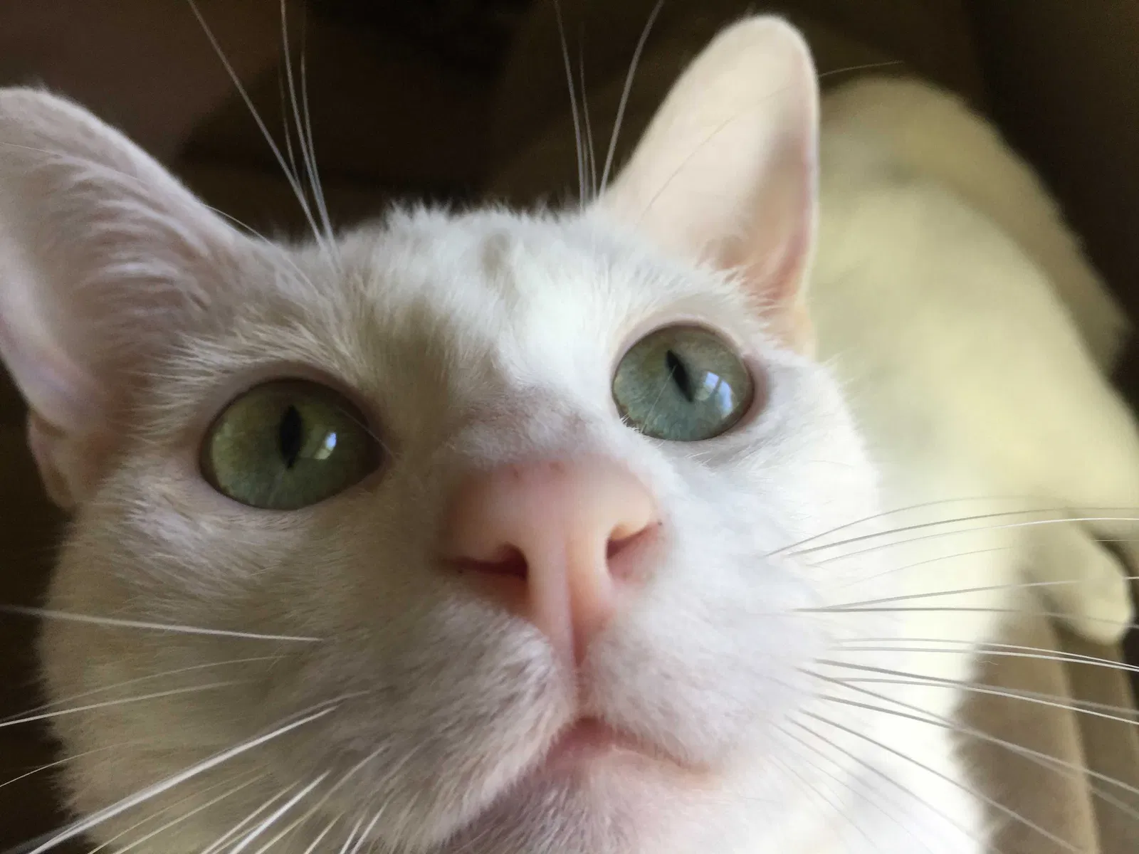 Lost cat in Milton, FL, 32571