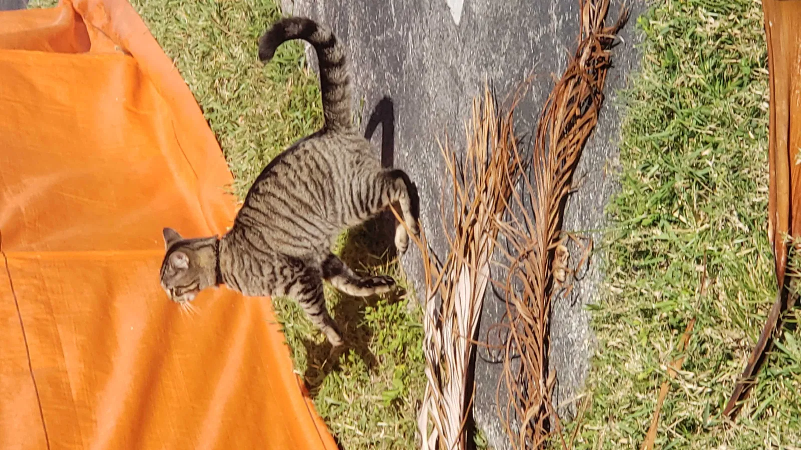Found cat in Fort Myers, FL, 33919