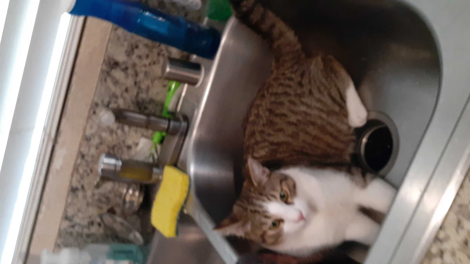 Lost cat in Moreno Valley, CA, 92553