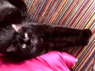 Lost cat in Solon, OH, 44139