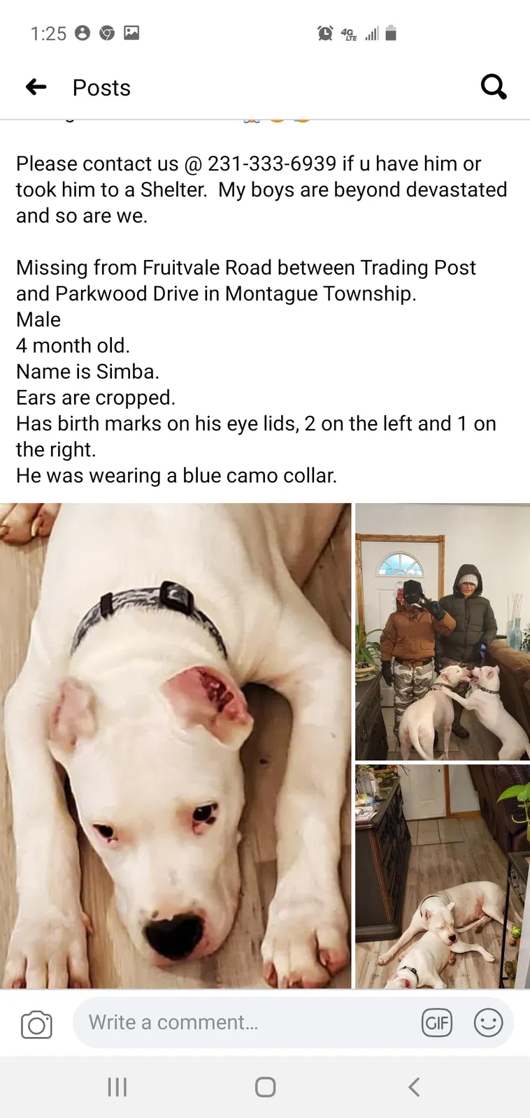 Lost dog in Montague, MI, 49437