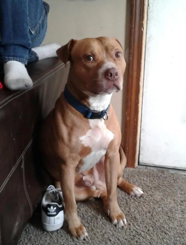 Lost dog in Buffalo, NY, 14206