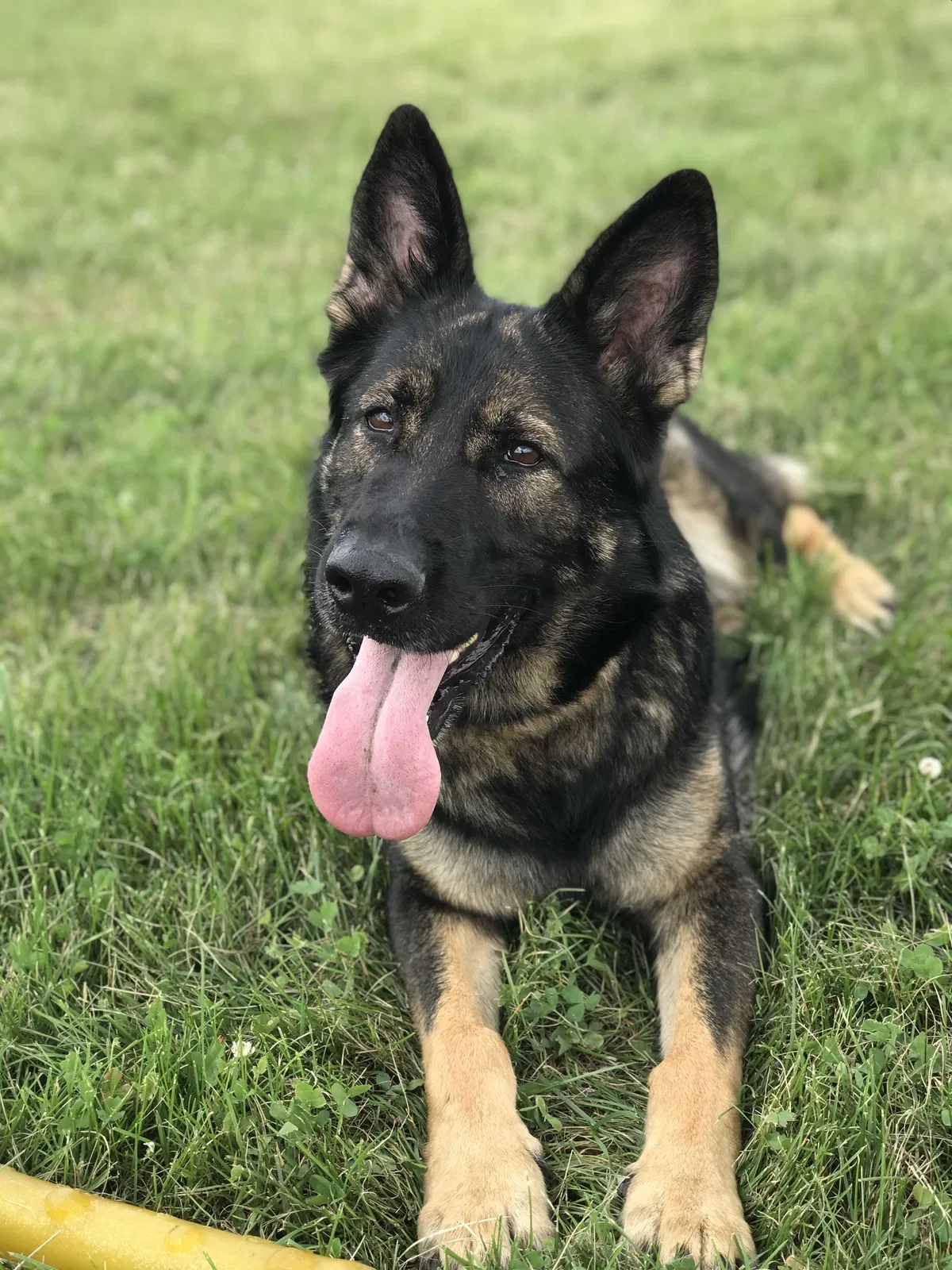 Lost dog in Detroit, MI, 48235
