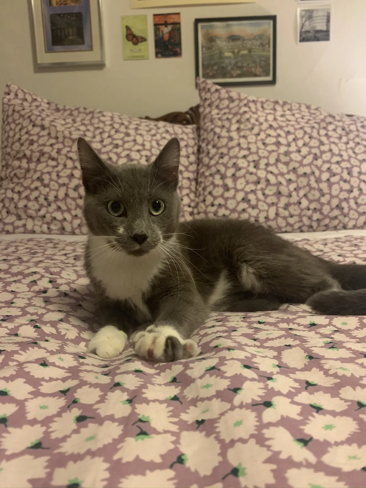 Lost cat in Green Bay, WI, 54301