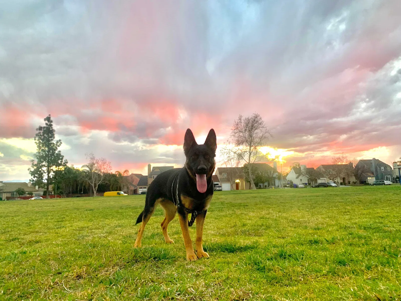 Lost dog in Riverside, CA, 92509