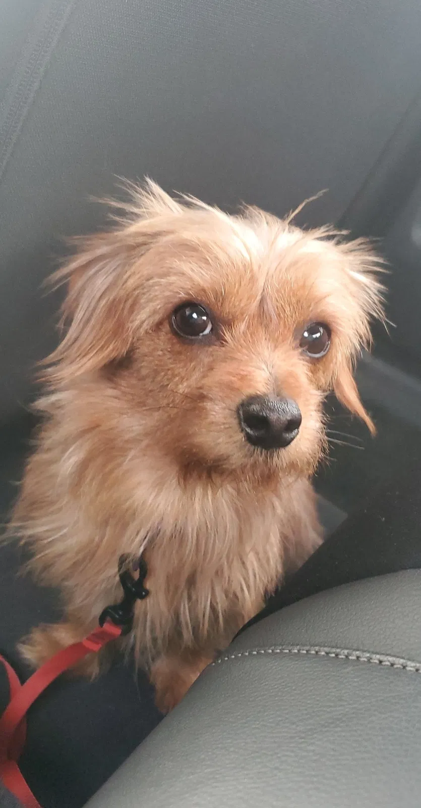 Lost dog in Salinas, CA, 93906