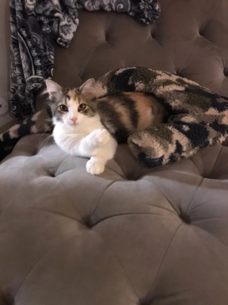 Lost cat in Santee, CA, 92071