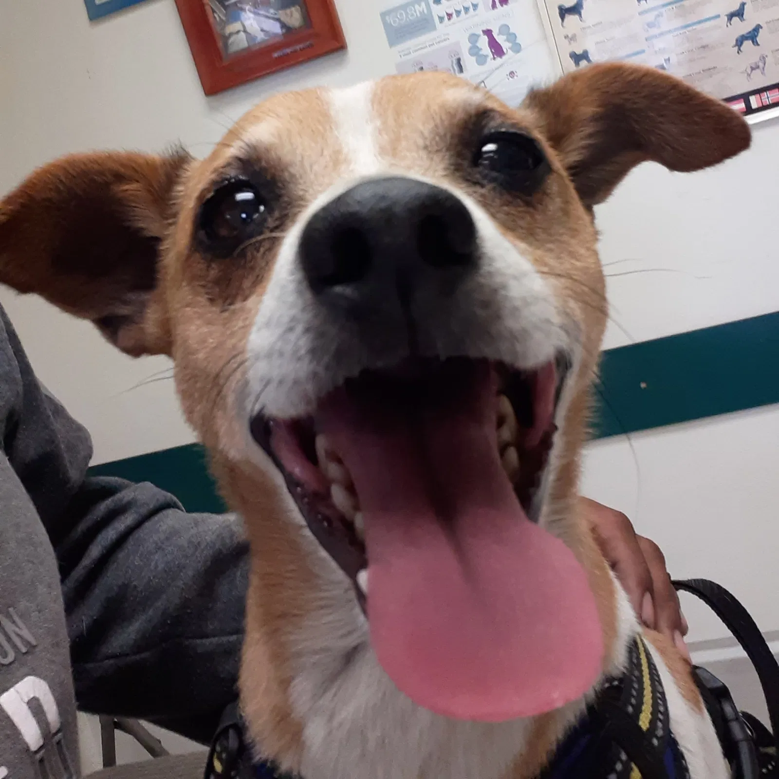 Lost dog in Compton, CA, 90222