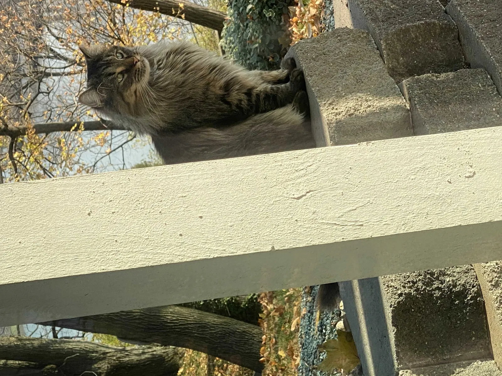 Found cat in Maumee, OH, 43537