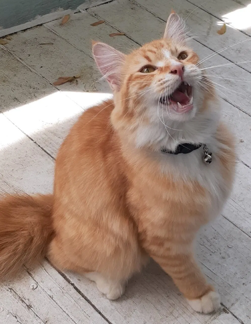 Lost cat in Waterford, MI, 48328
