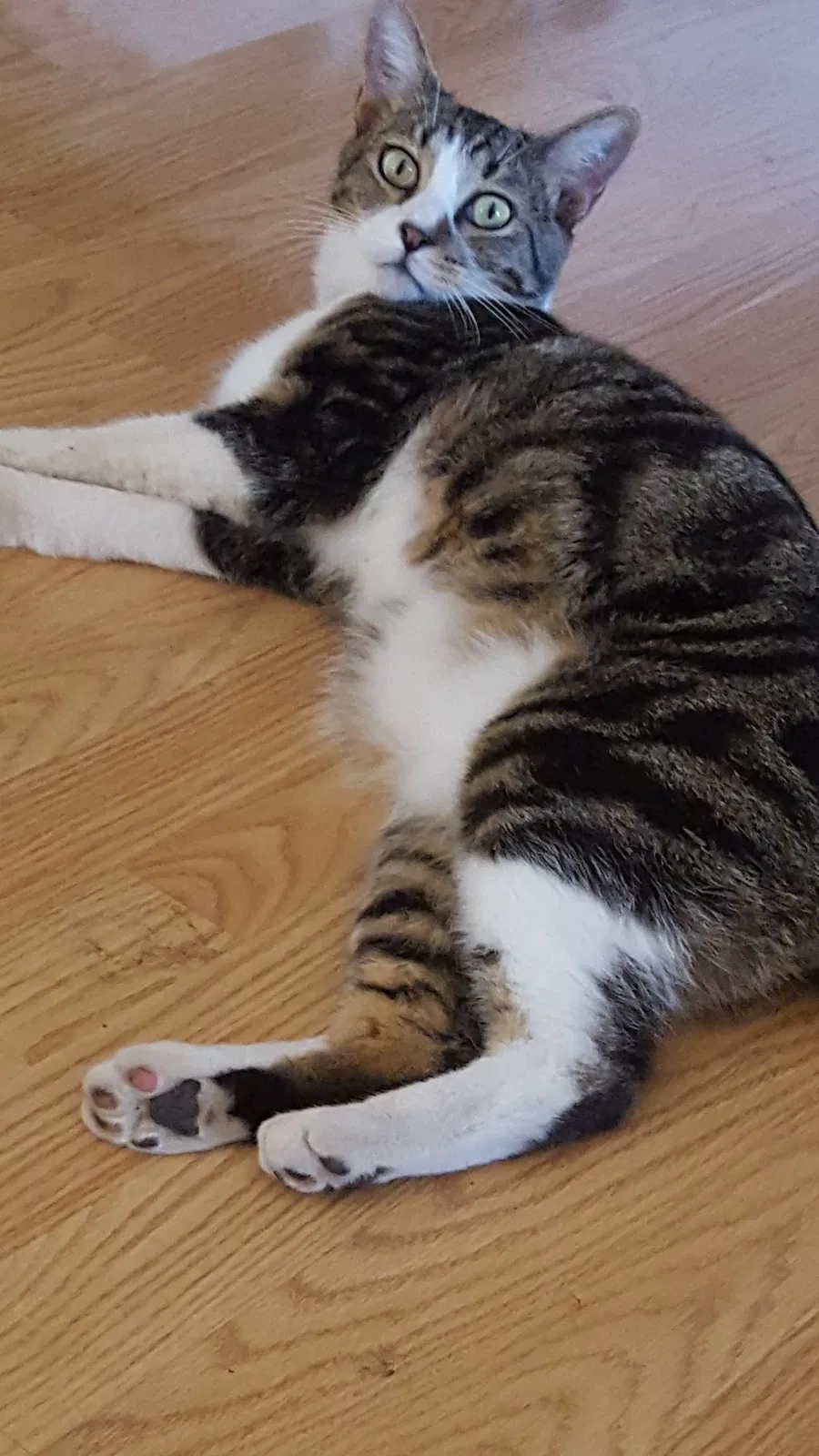 Lost cat in Glendale, AZ, 85303