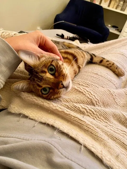 Lost cat in Fairfax, VA, 22030