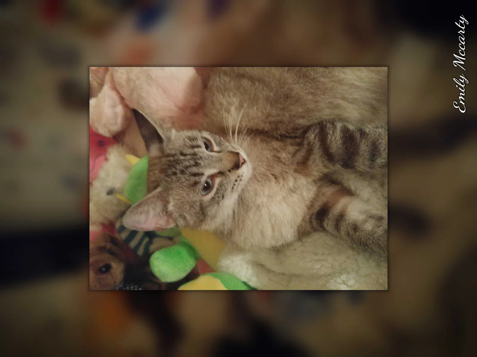 Lost cat in Wichita, KS, 67209