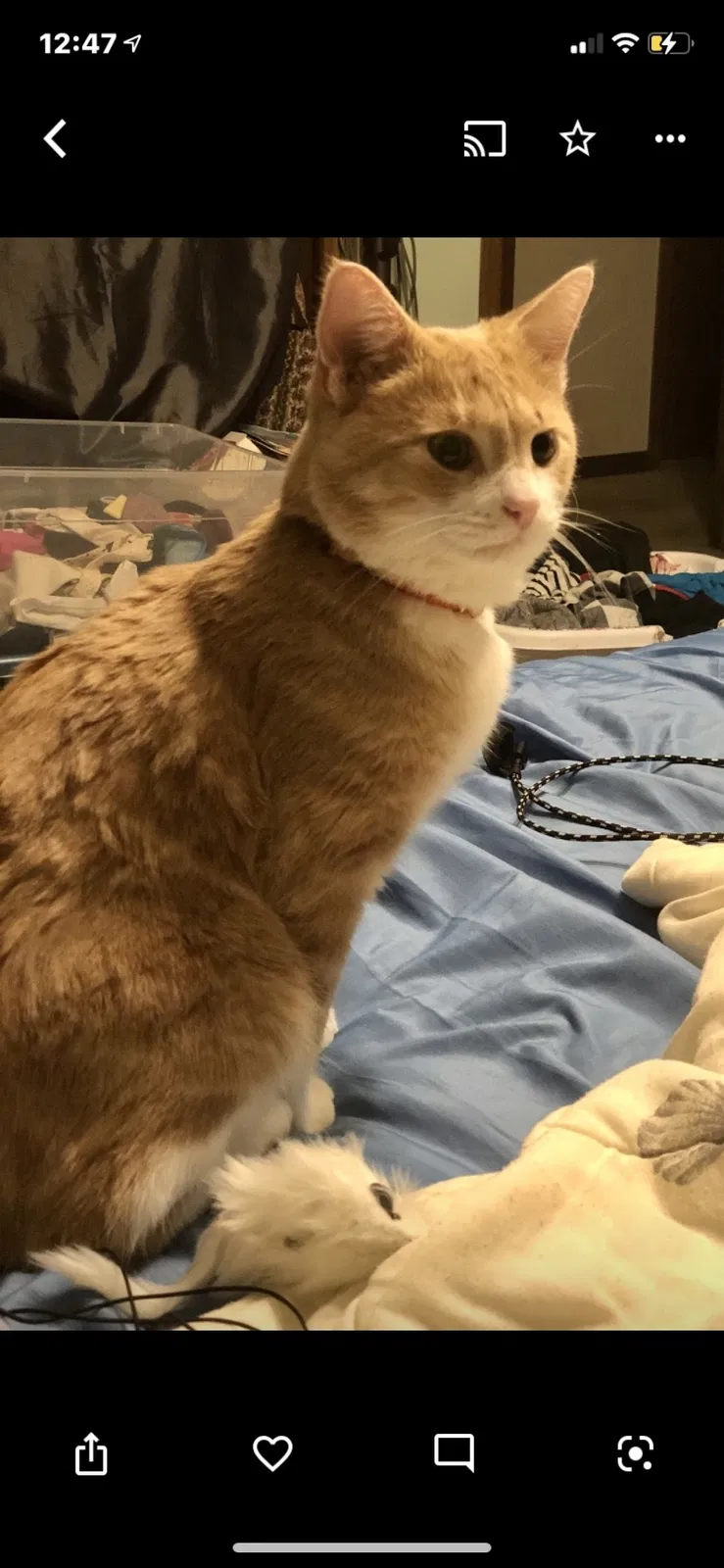 Lost cat in De Pere, WI, 54115