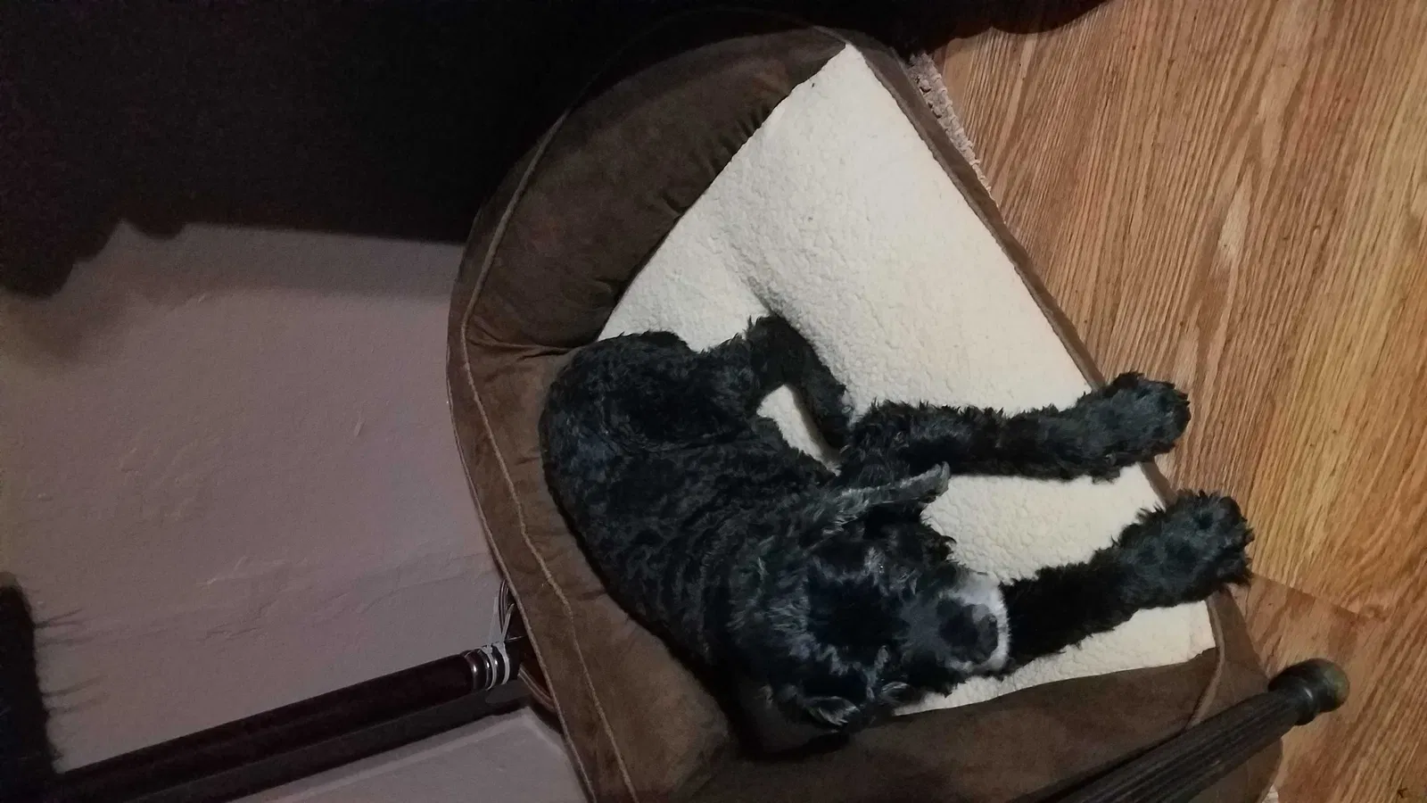 Lost dog in Canutillo, TX, 79835