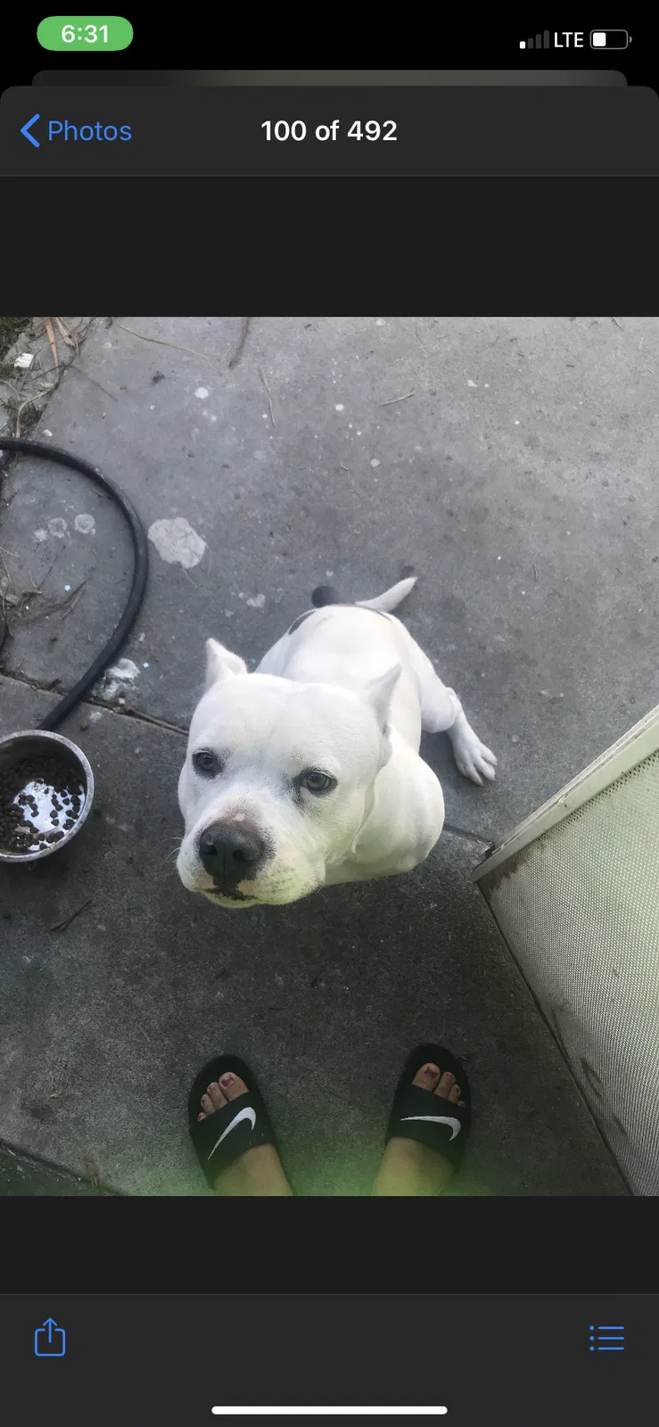 Lost dog in Lynwood, CA, 90262