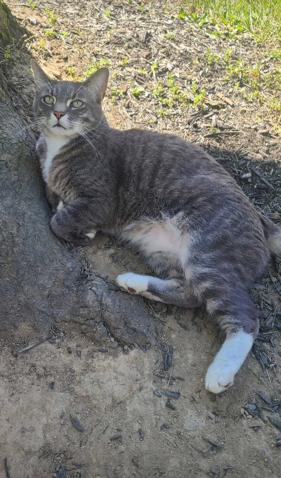 Lost cat in Martinsburg, WV, 25404