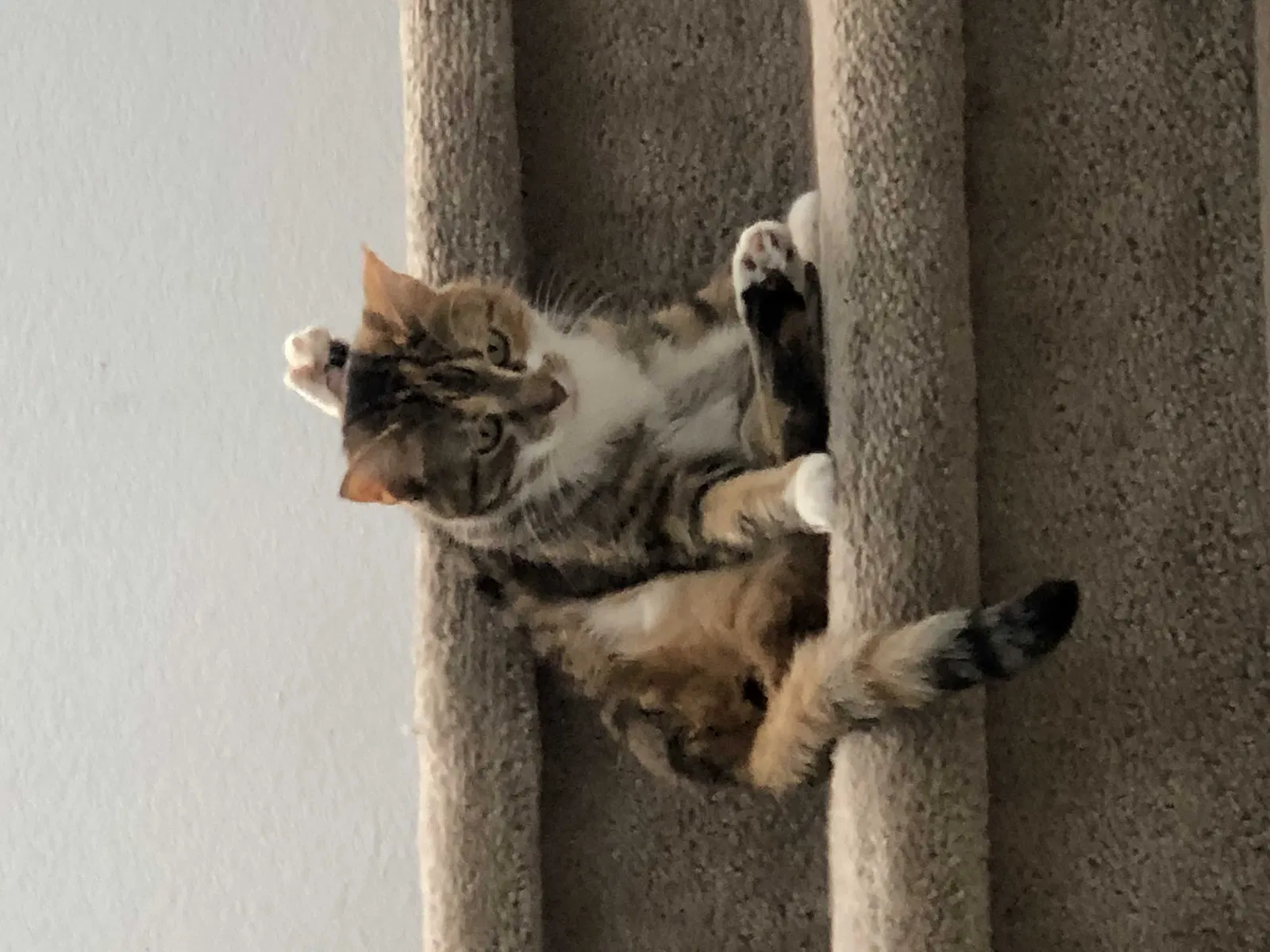 Lost cat in Henderson, NV, 89052