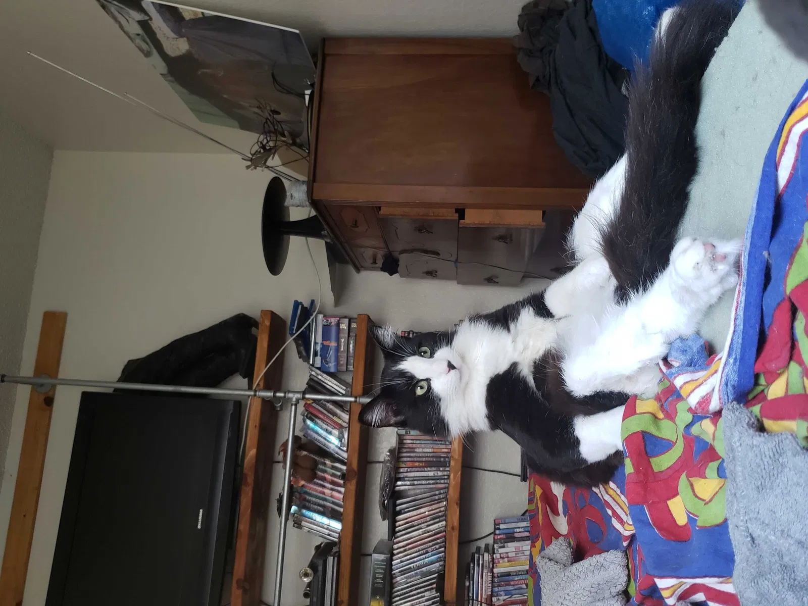 Lost cat in Tracy, CA, 95376