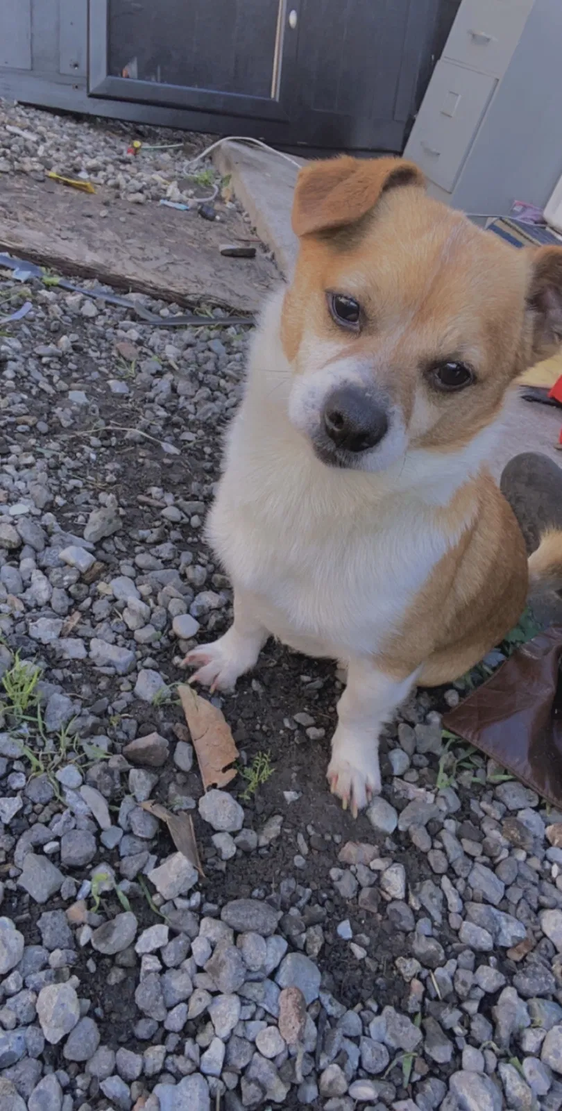 Lost dog in Oakland, CA, 94621