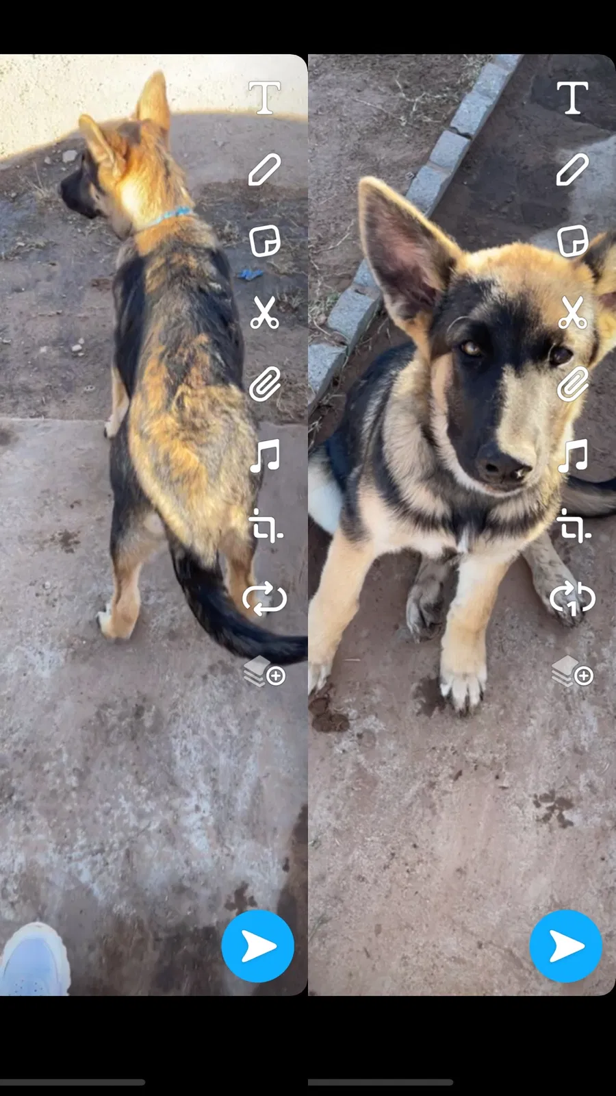 Lost dog in Midland, TX, 79701