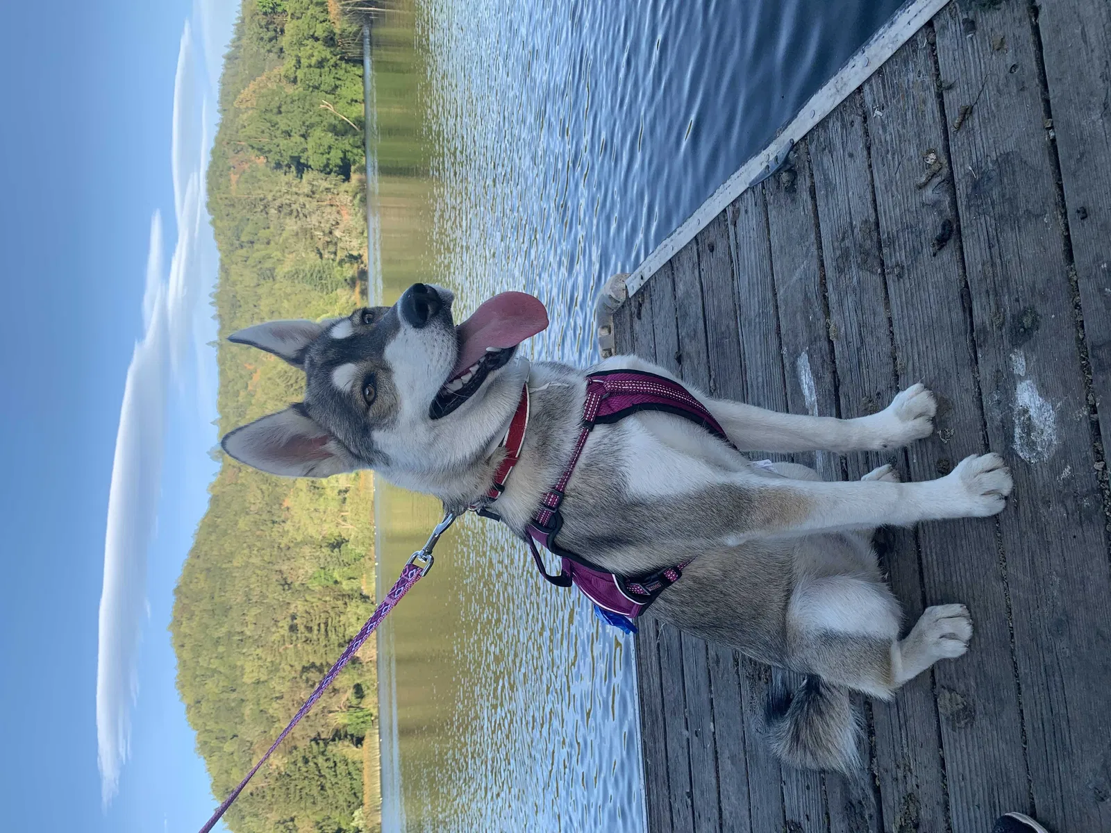 Lost dog in Santa Rosa, CA, 95407