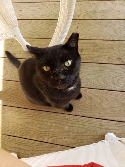 Lost cat in Piscataway, NJ, 8854