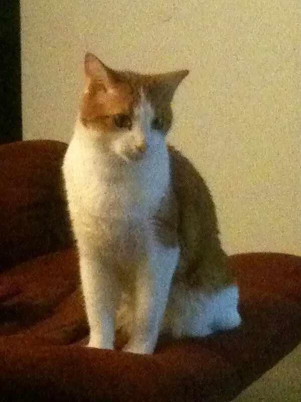Lost cat in San Diego, CA, 92131