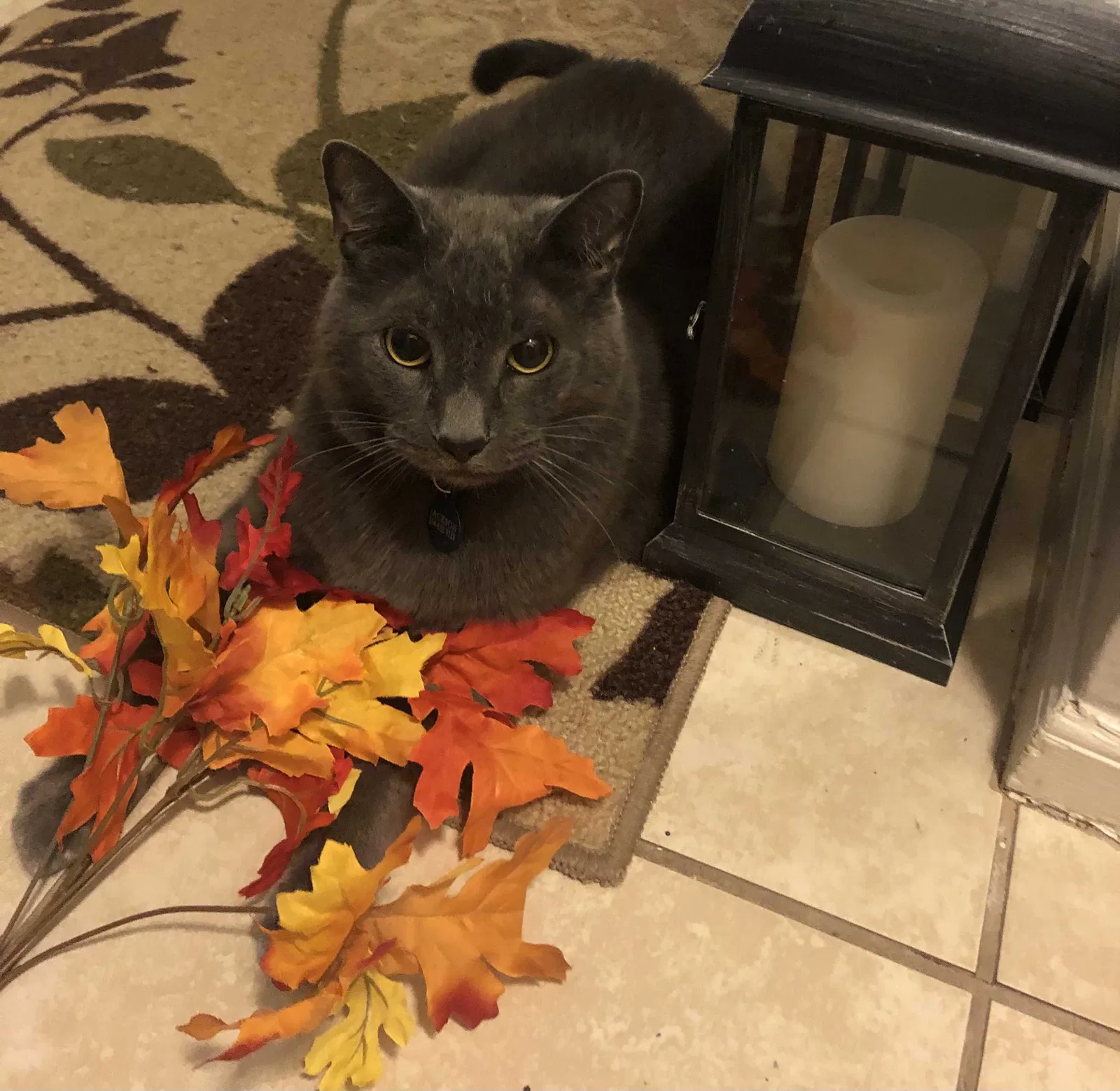 Lost cat in Dublin, OH, 43016