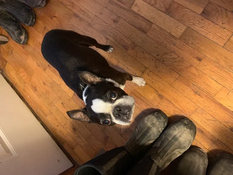 Lost dog in Thayer, MO, 65791