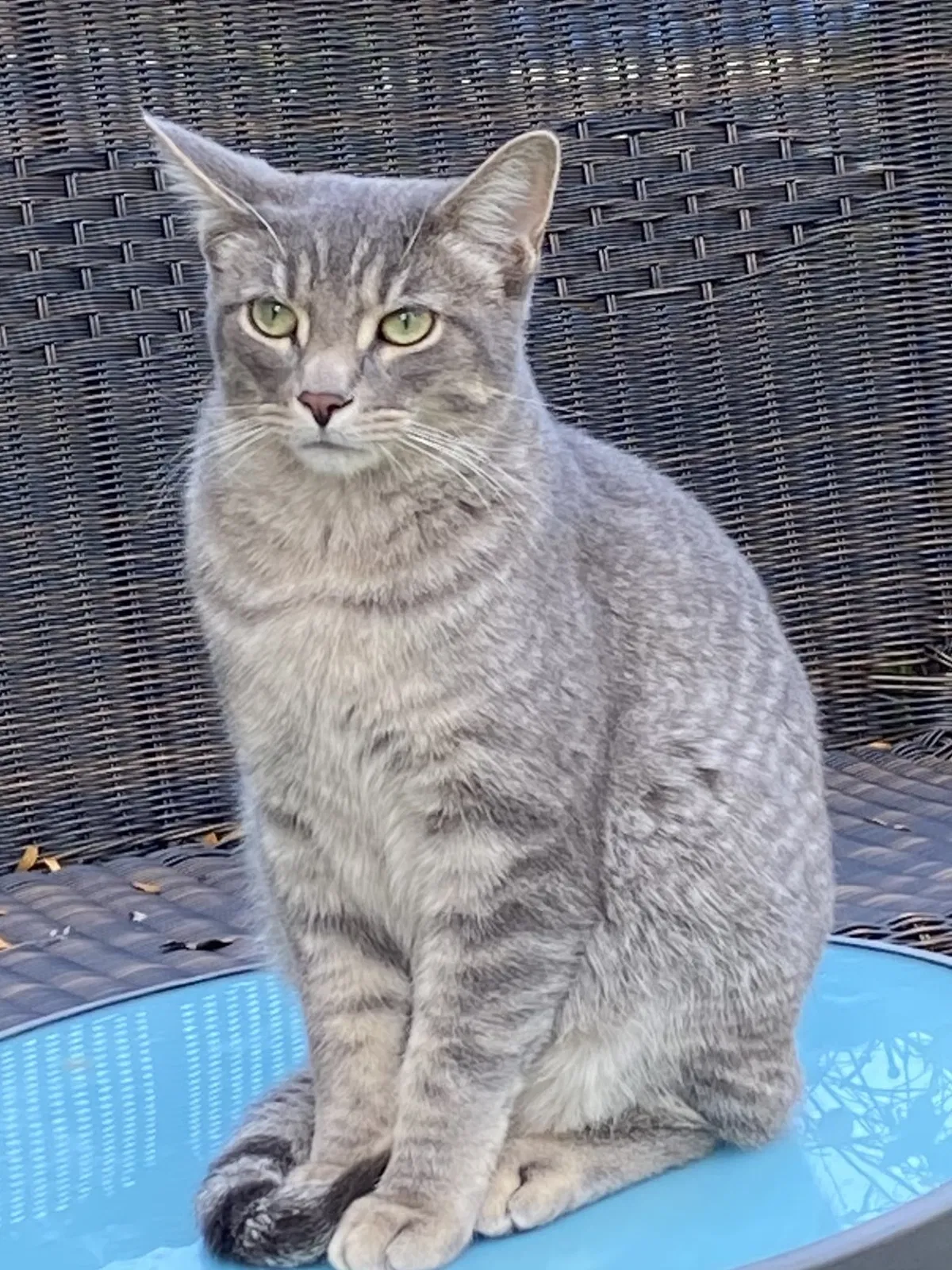 Lost cat in Berwyn, IL, 60402