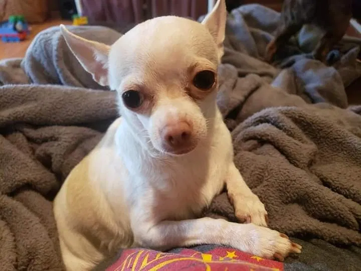 Lost dog in Bucyrus, OH, 44820