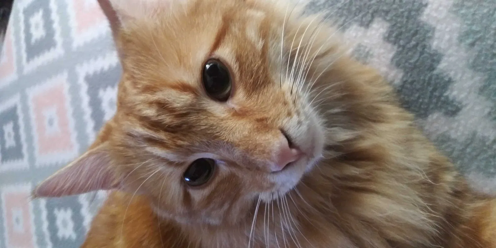 Lost cat in Saint Joseph, MO, 64503