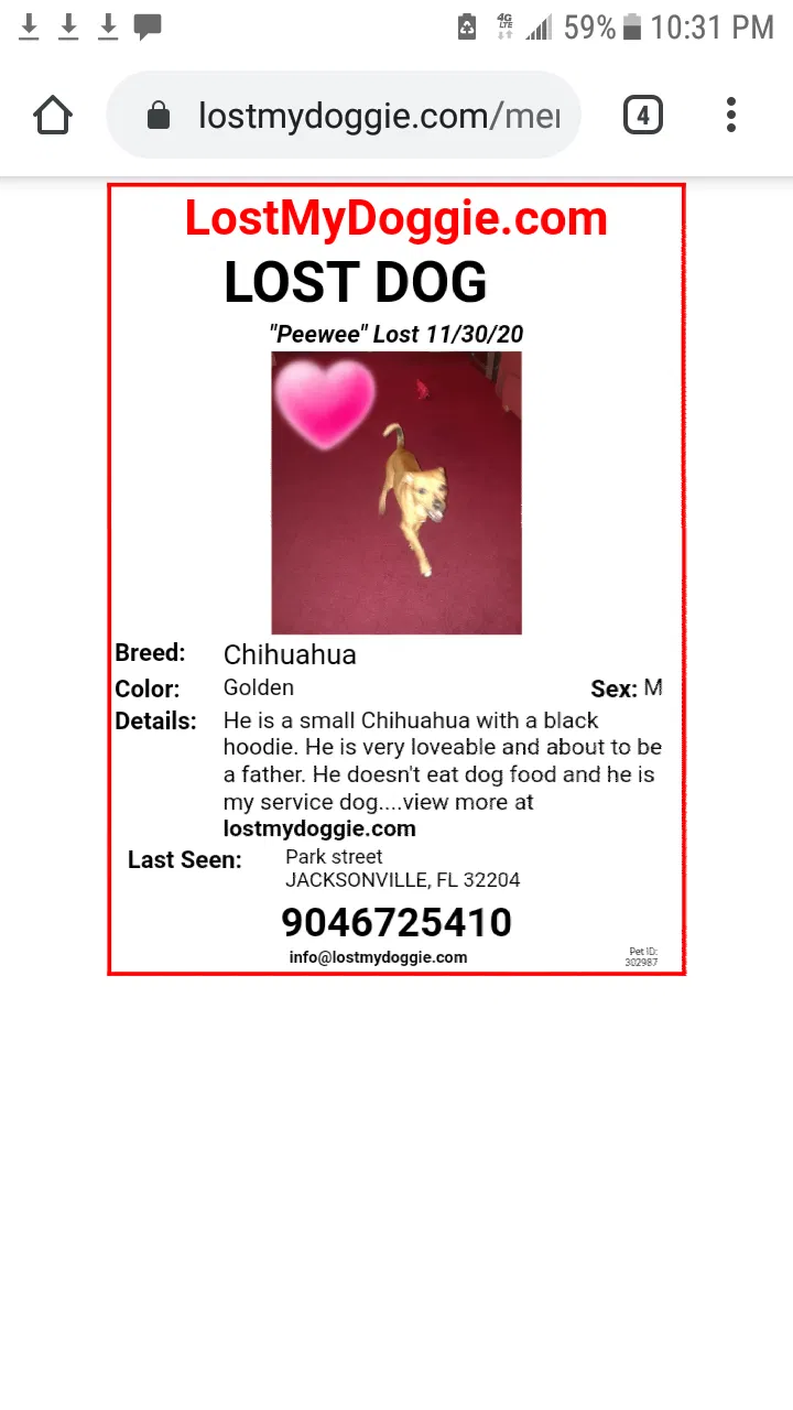Lost dog in Jacksonville, FL, 32204