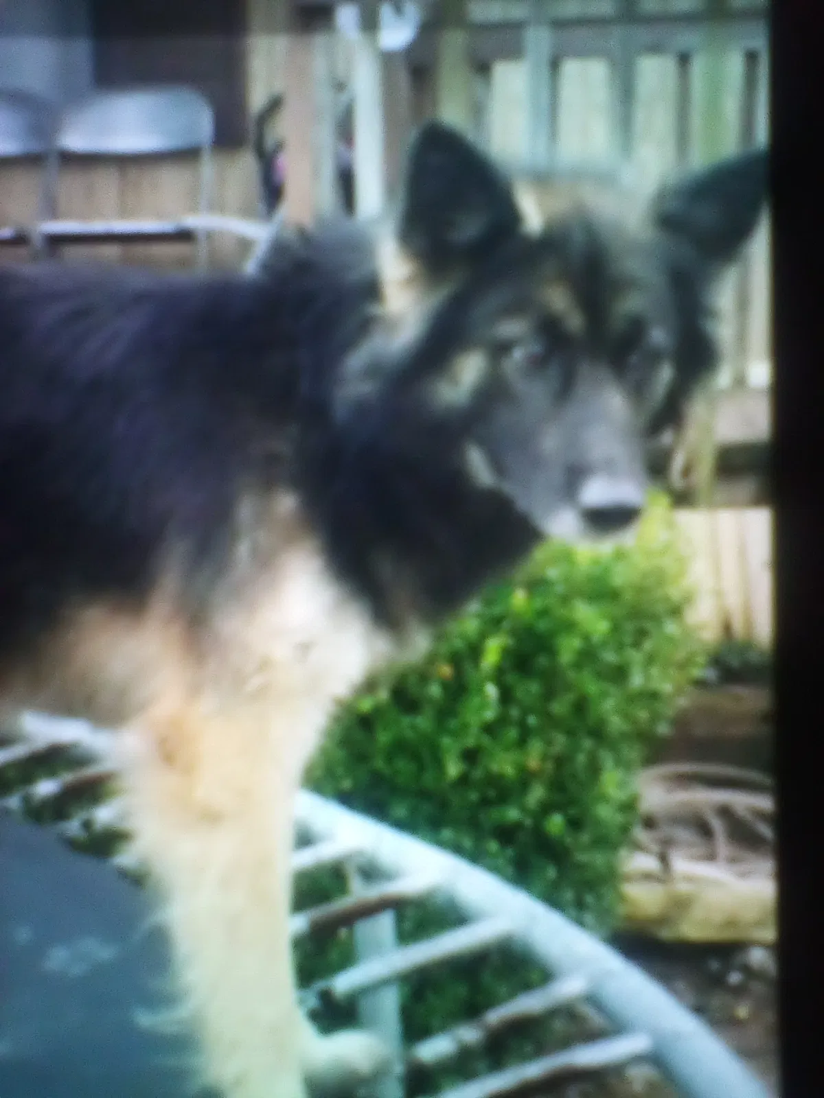 Found dog in Eureka Springs, AR, 72631