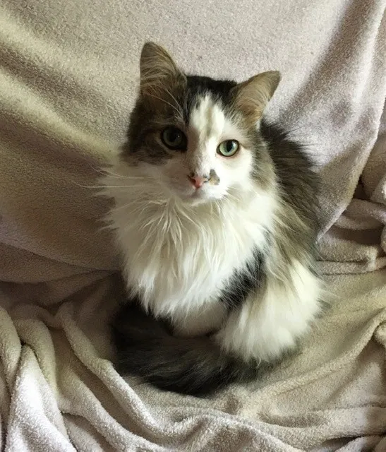 Lost cat in Memphis, TN, 38122