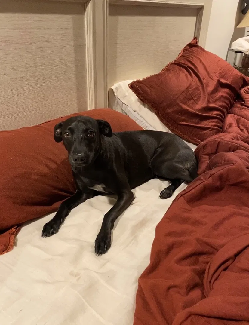 Lost dog in Unknown, FL, 32760