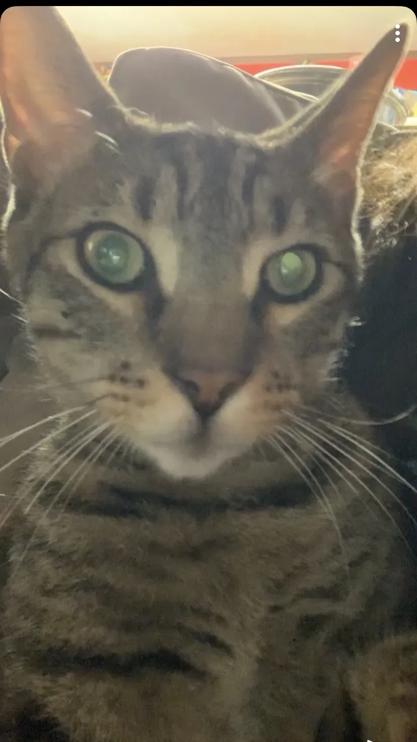 Lost cat in Hillsboro, OR, 97123