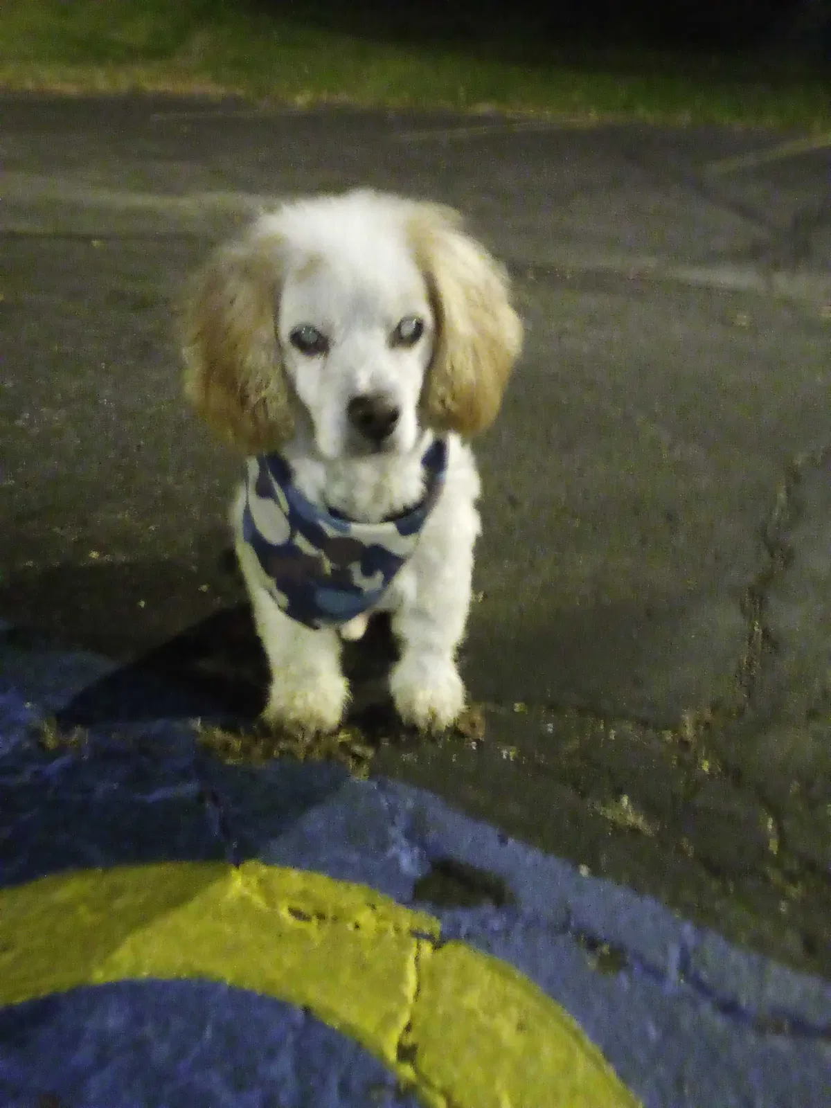 Lost dog in Columbia, MO, 65202