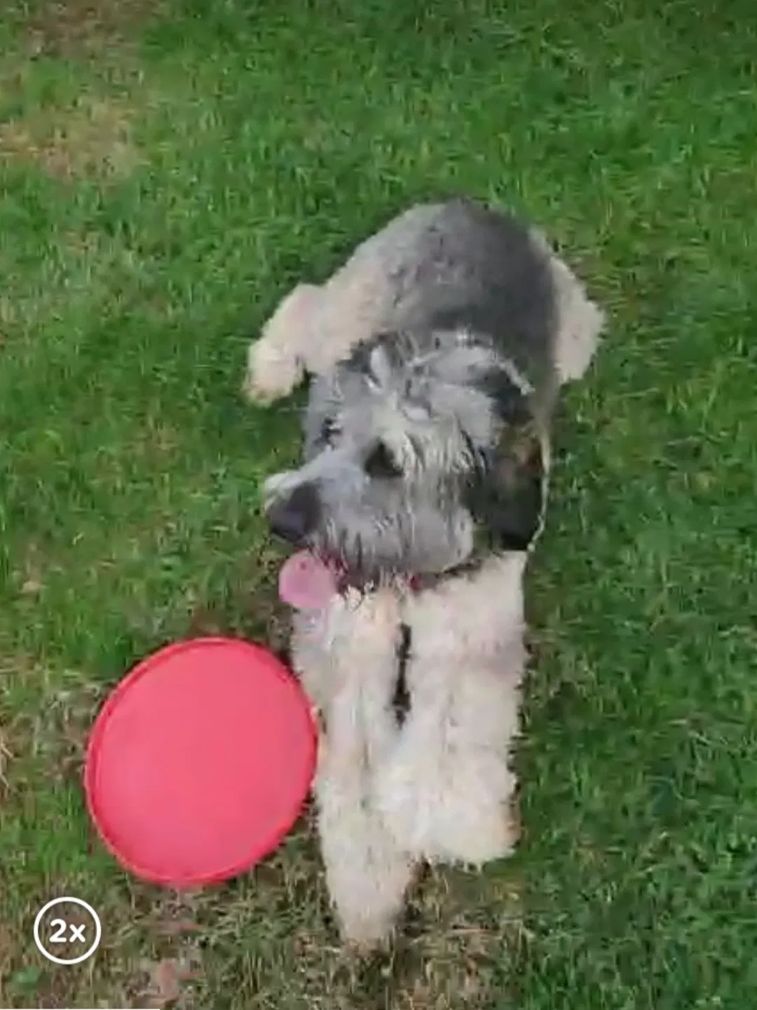 Lost dog in Fletcher, NC, 28732