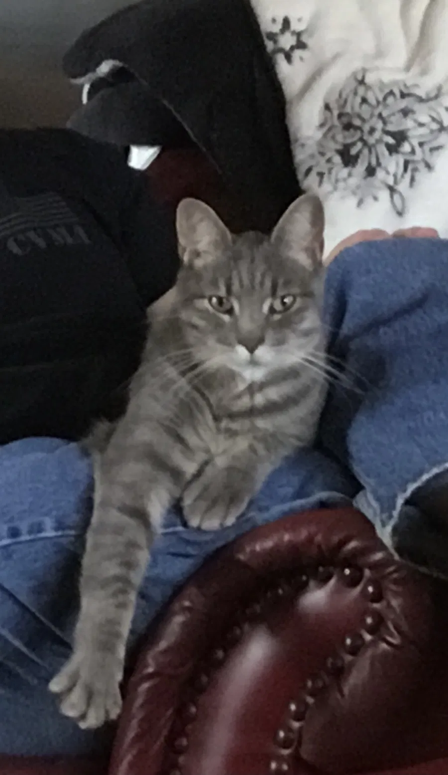Lost cat in Rapid City, SD, 57703