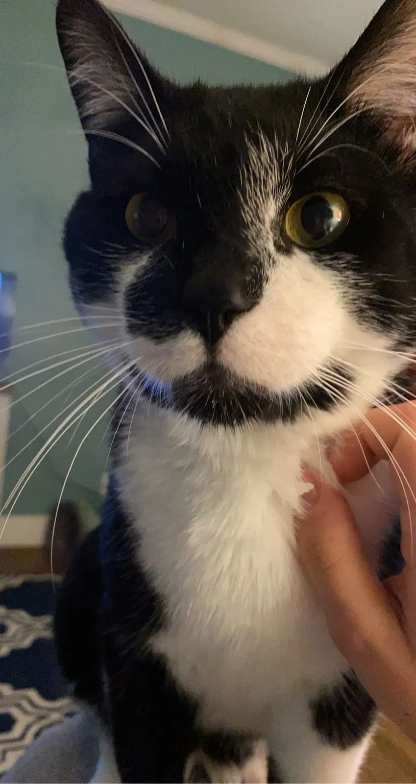 Lost cat in Manhattan, KS, 66502